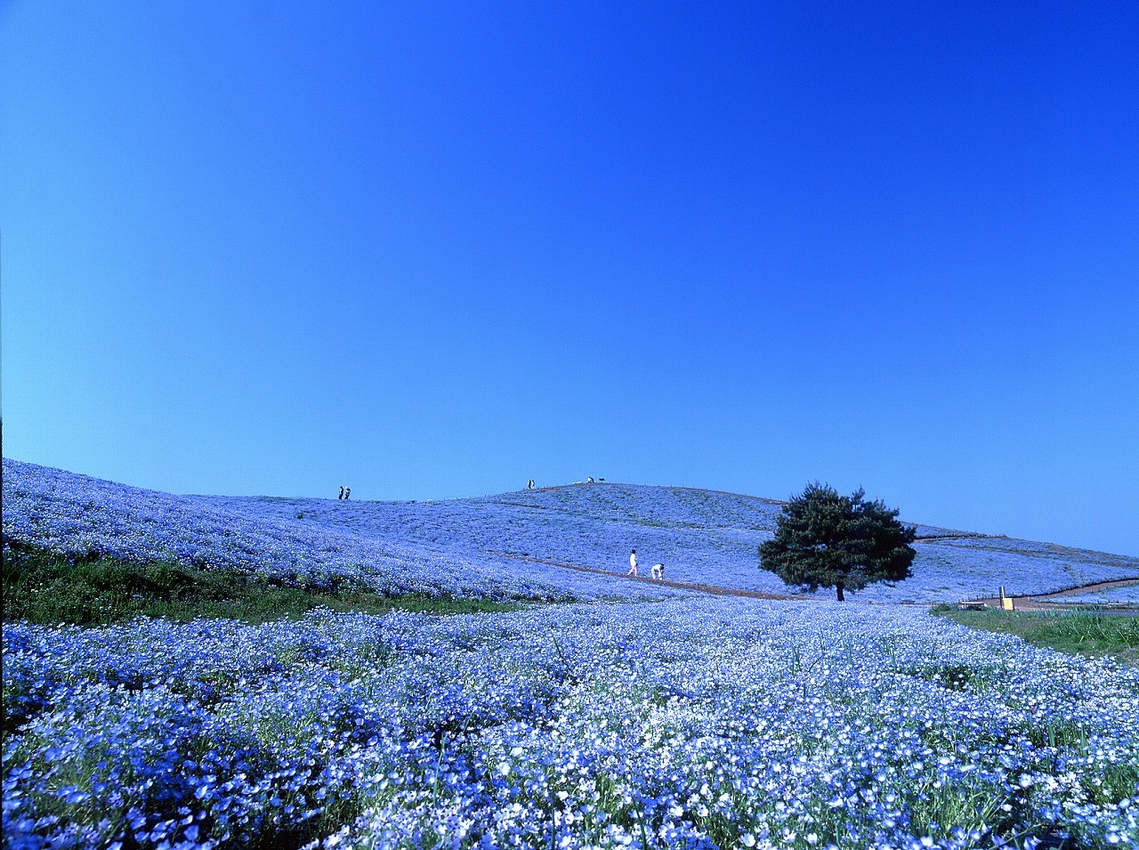 Поле Синих Цветов Фото