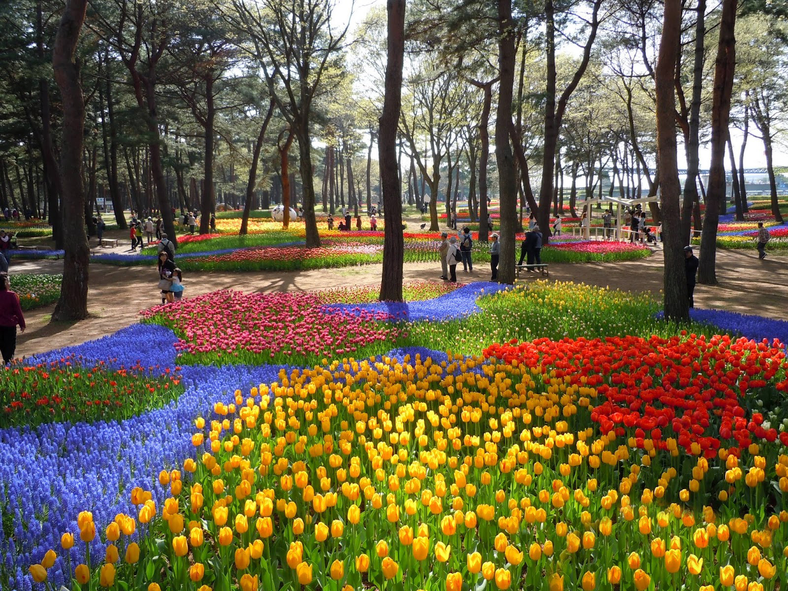 https://hiddener.files.wordpress.com/2012/06/hitachi-seaside-park-tulips-02.jpg